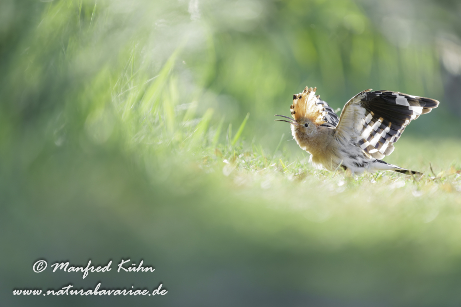 Wiedehopf ()_0140
