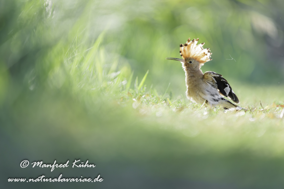 Wiedehopf ()_0144