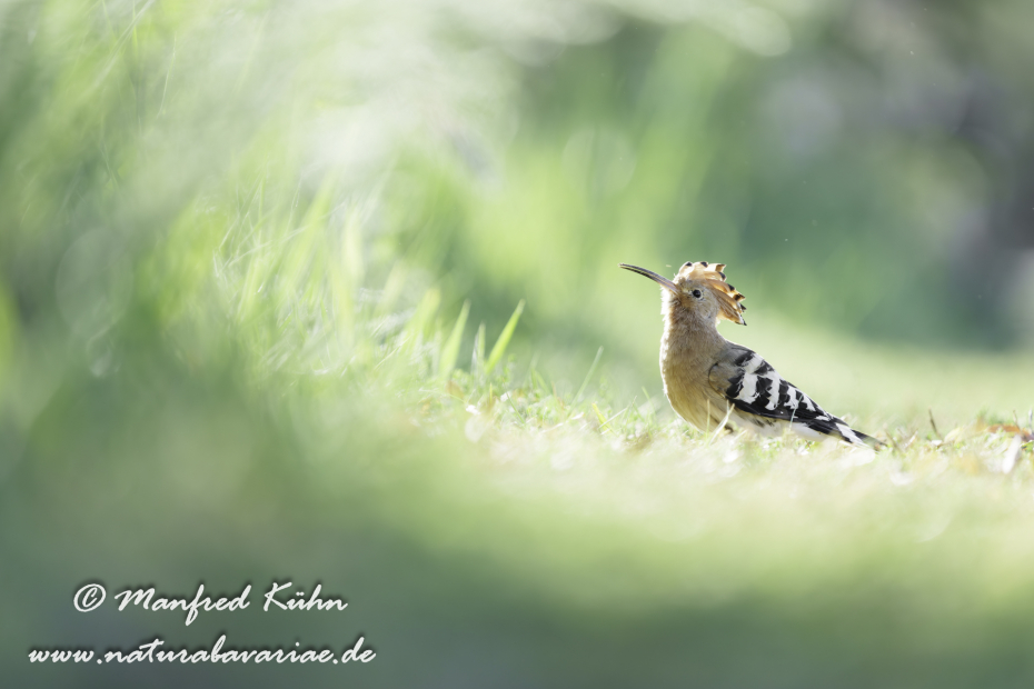 Wiedehopf ()_0164