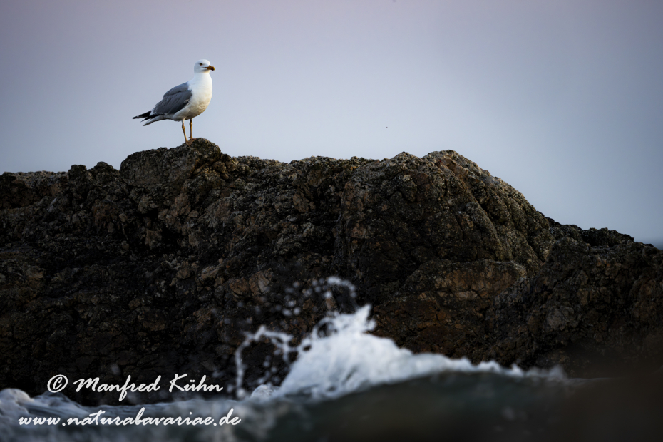 Silbermöwe ()_0112