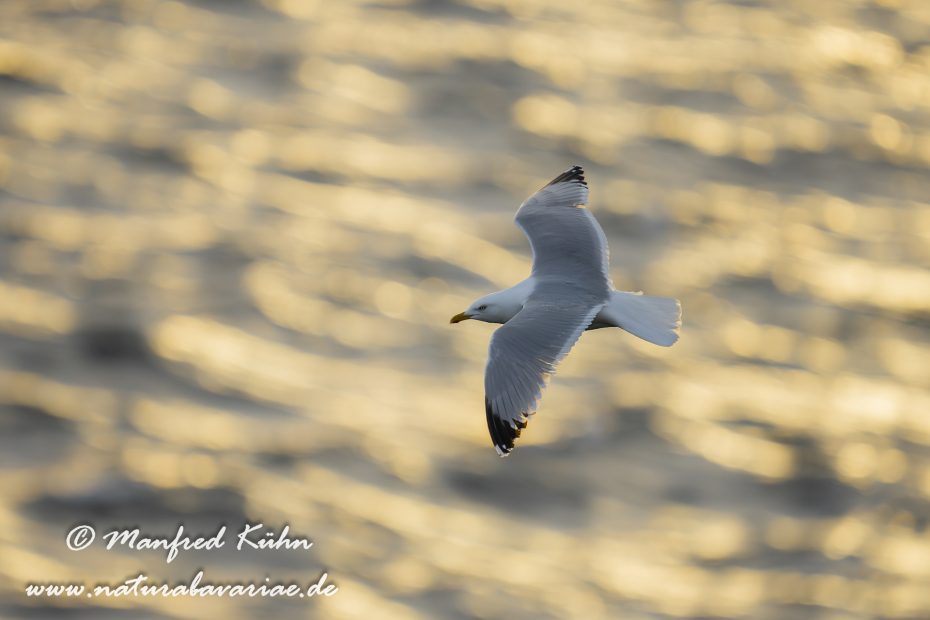 Silbermöwe ()_0114