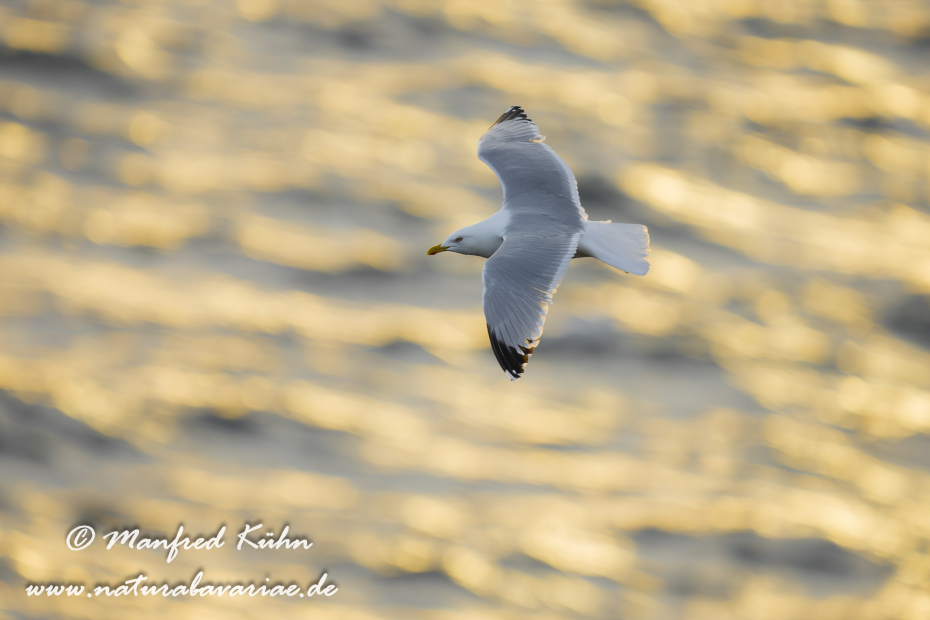 Silbermöwe ()_0116