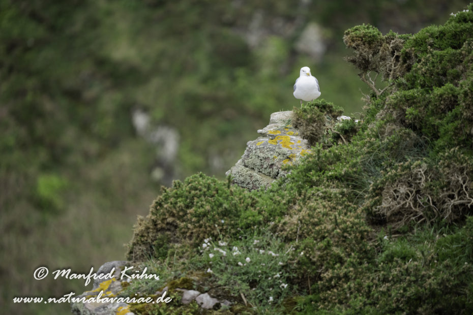 Silbermöwe ()_0130