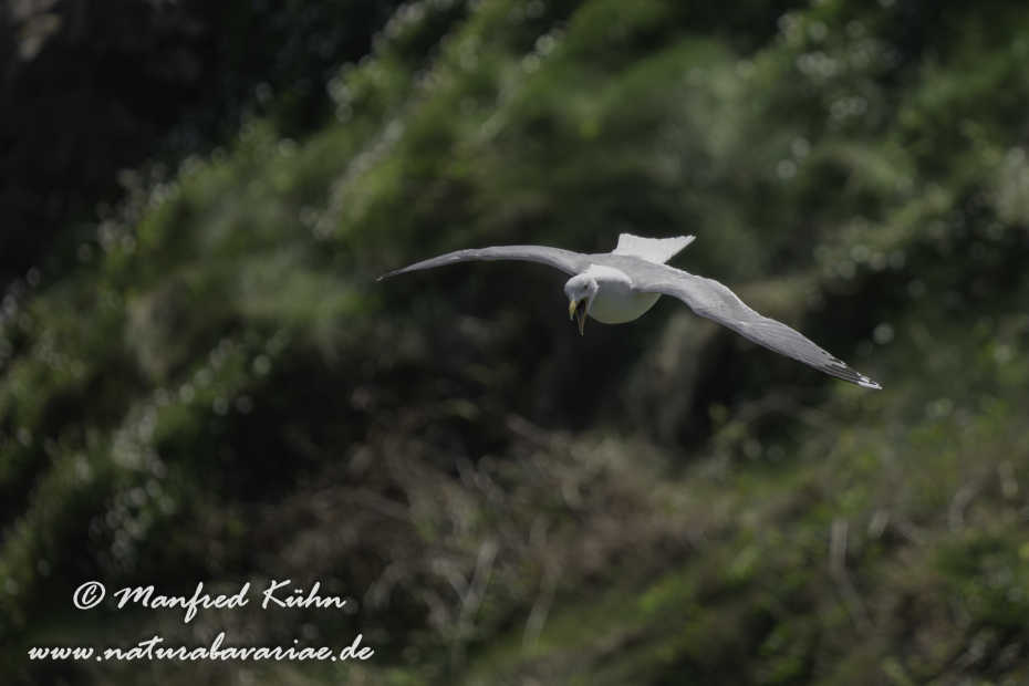 Silbermöwe ()_0136
