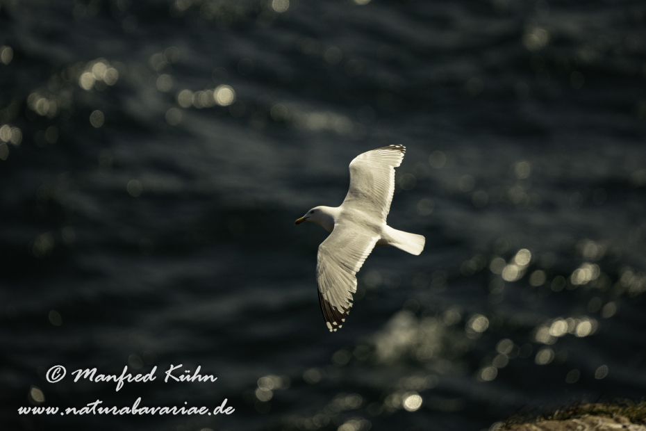 Silbermöwe ()_0141