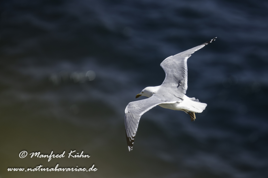 Silbermöwe ()_0142