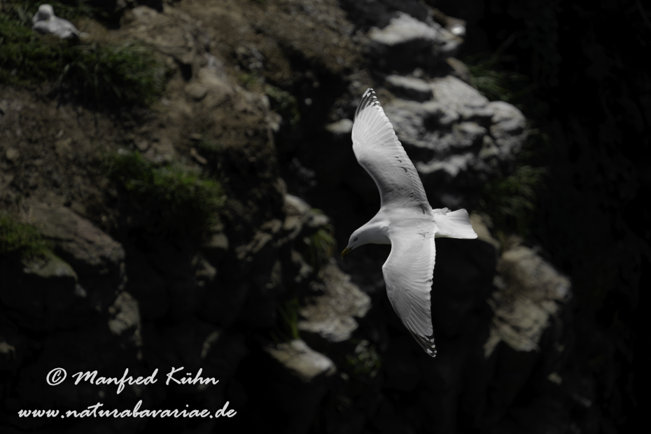 Silbermöwe ()_0143