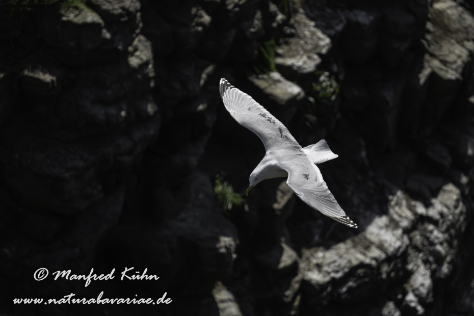 Silbermöwe ()_0146
