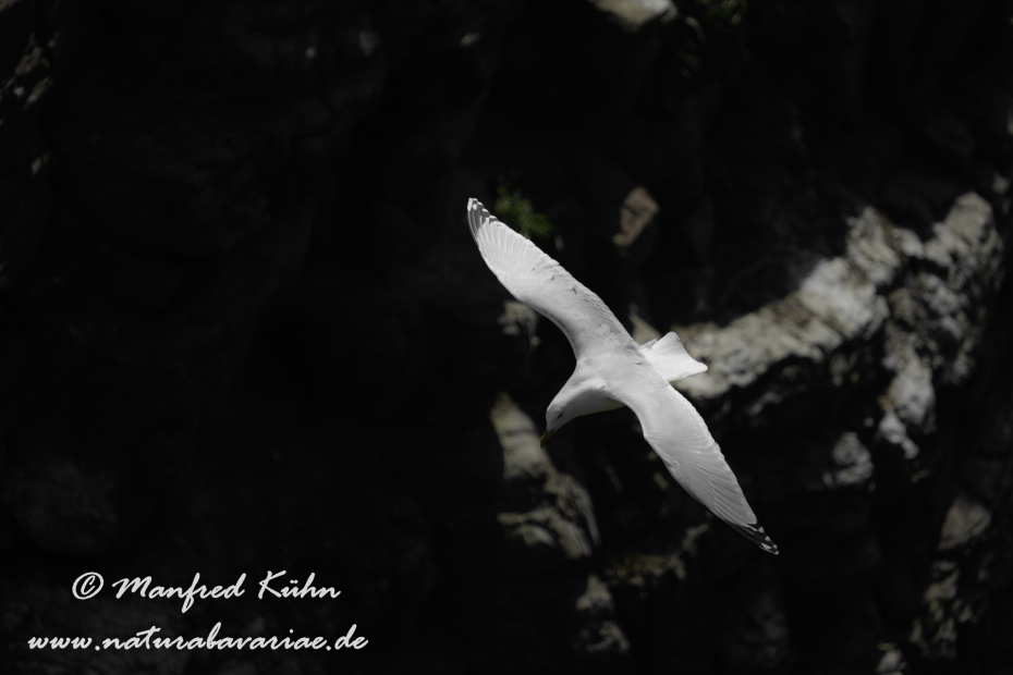 Silbermöwe ()_0148