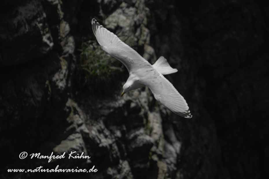 Silbermöwe ()_0155
