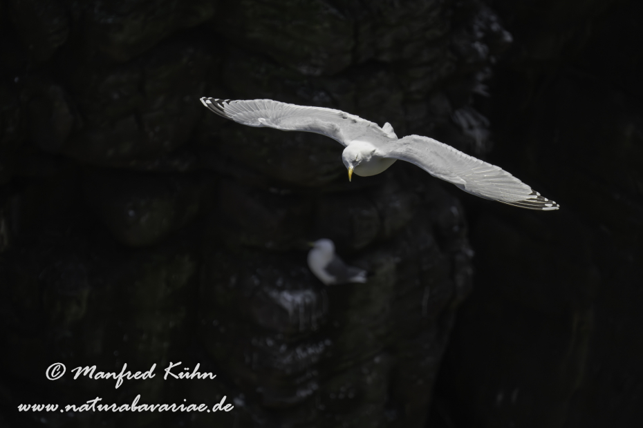 Silbermöwe ()_0166