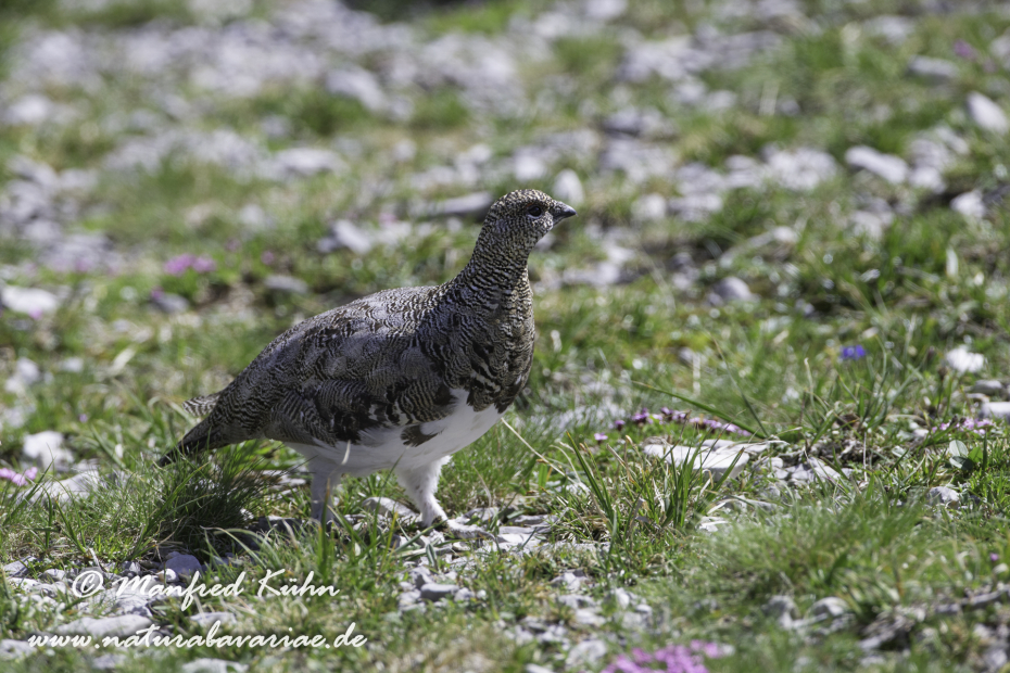 Schneehuhn  (Alpen-)_0013