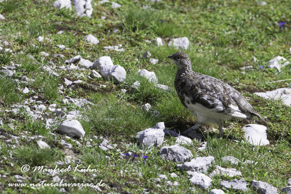 Schneehuhn  (Alpen-)_0016