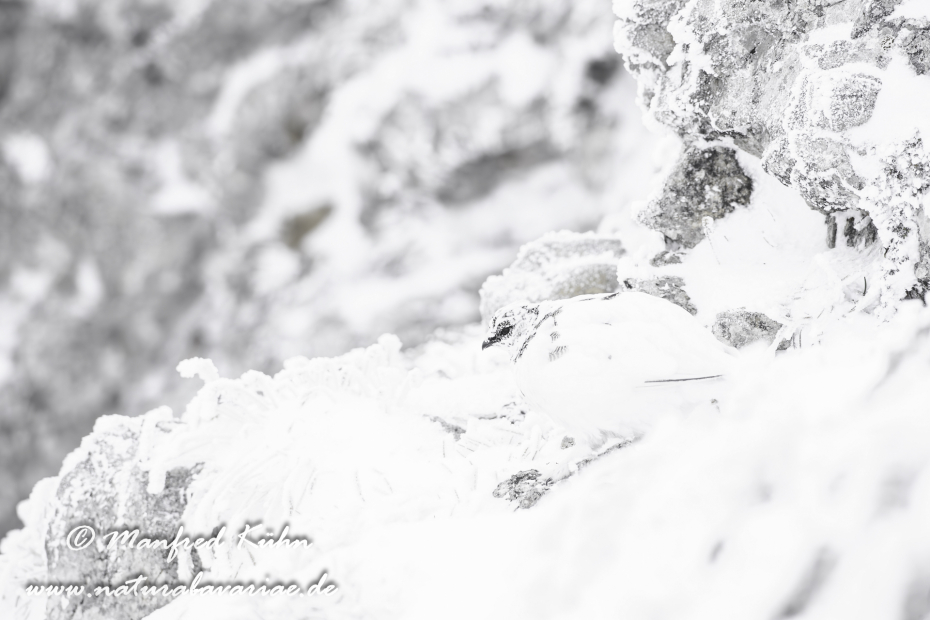 Schneehuhn  (Alpen-)_0048