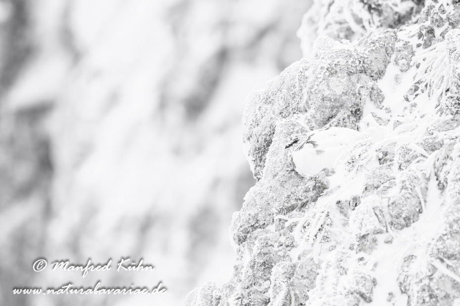 Schneehuhn  (Alpen-)_0054