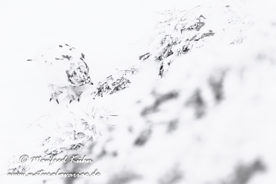 Schneehuhn  (Alpen-)_0062