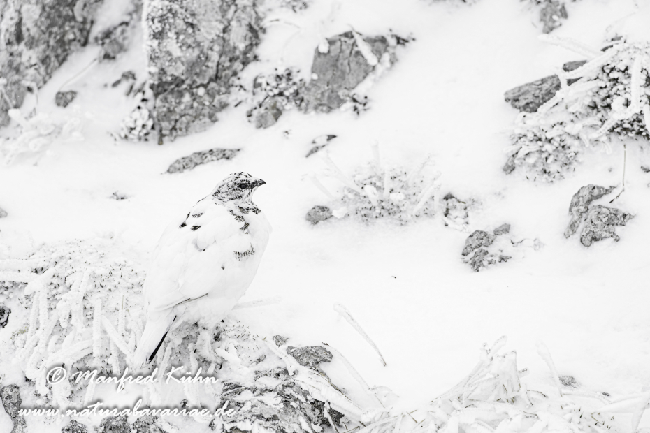 Schneehuhn  (Alpen-)_0086