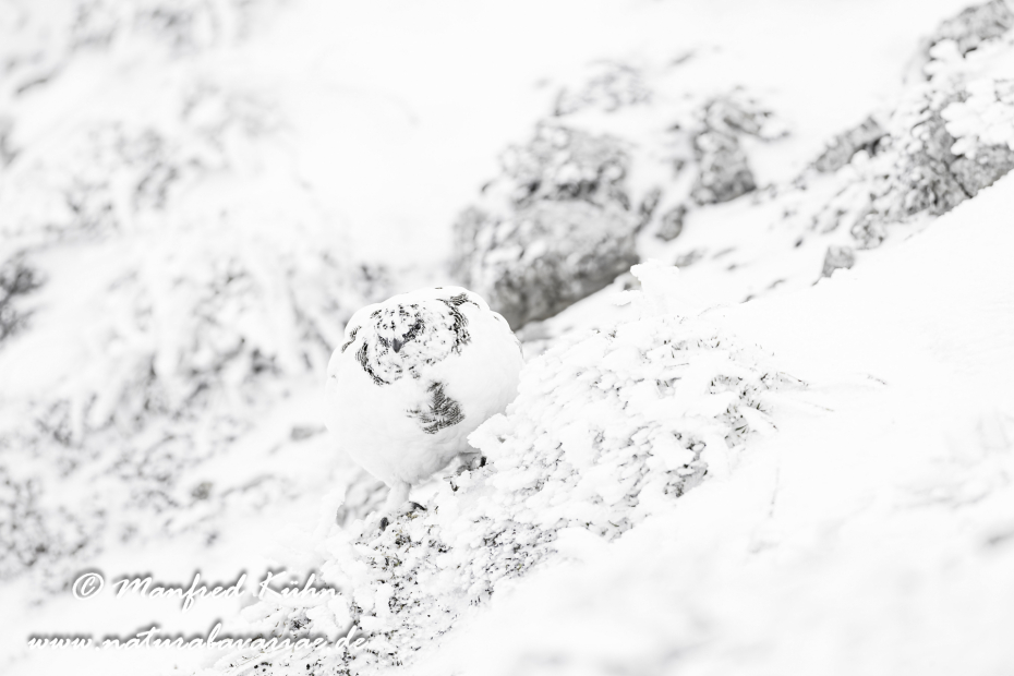 Schneehuhn  (Alpen-)_0090