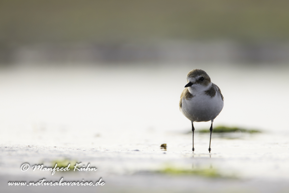 Seeregenpfeifer ()_0025