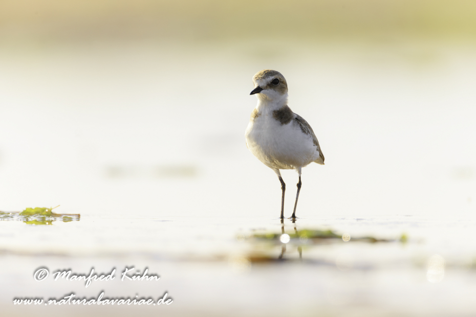 Seeregenpfeifer ()_0036