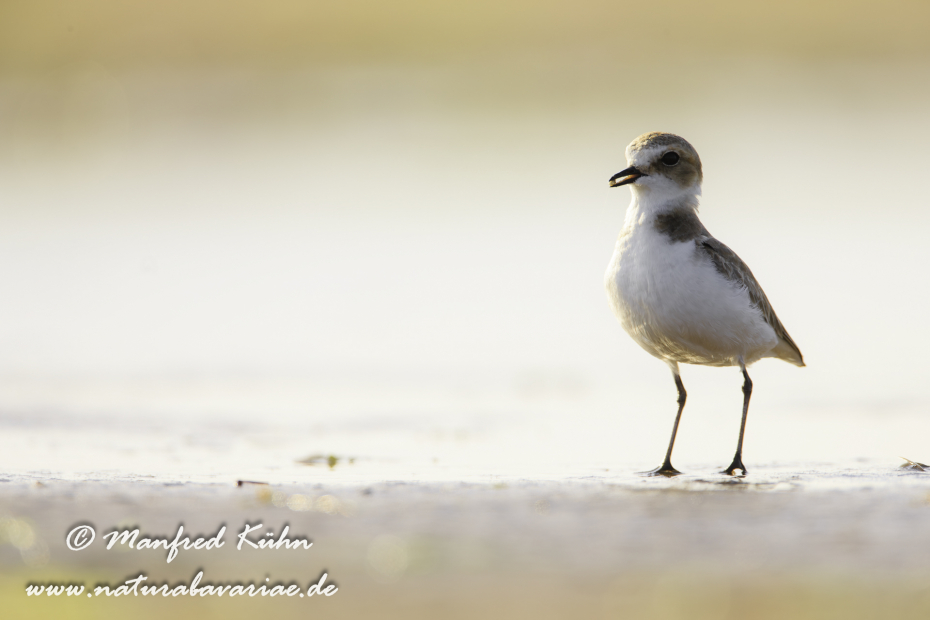 Seeregenpfeifer ()_0042