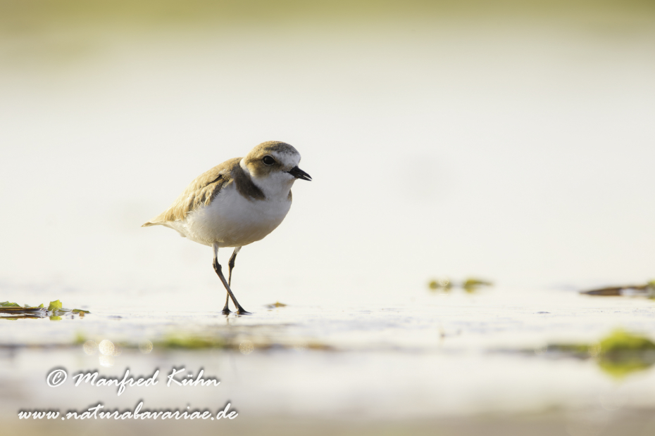 Seeregenpfeifer ()_0044