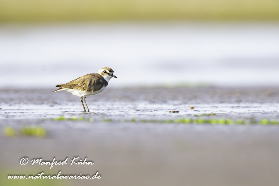 Seeregenpfeifer ()_0054
