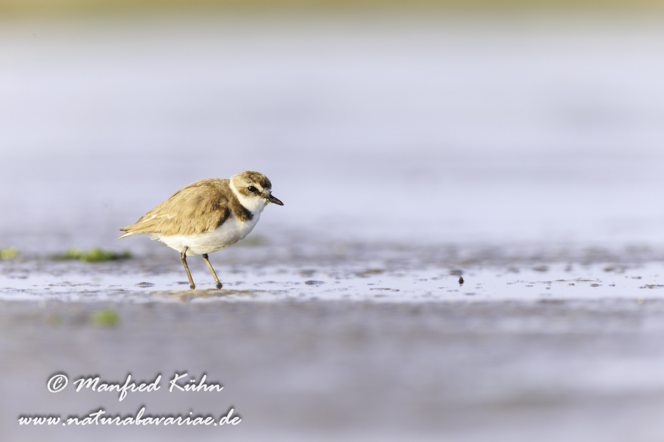 Seeregenpfeifer ()_0055
