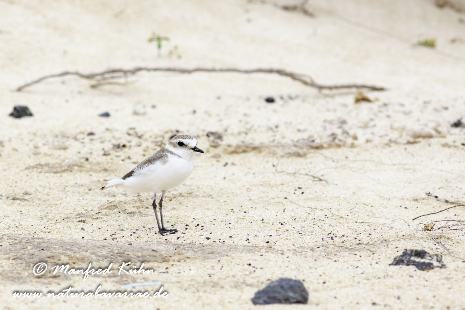 Seeregenpfeifer ()_0062