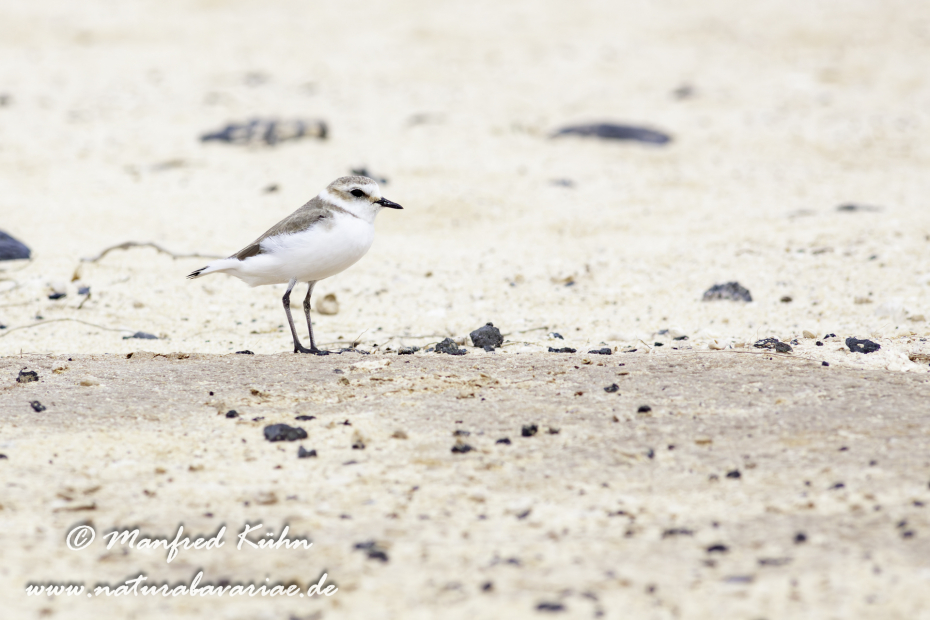 Seeregenpfeifer ()_0063