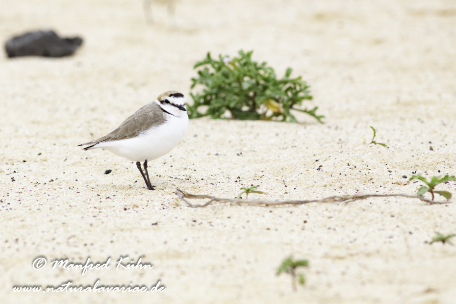 Seeregenpfeifer ()_0064