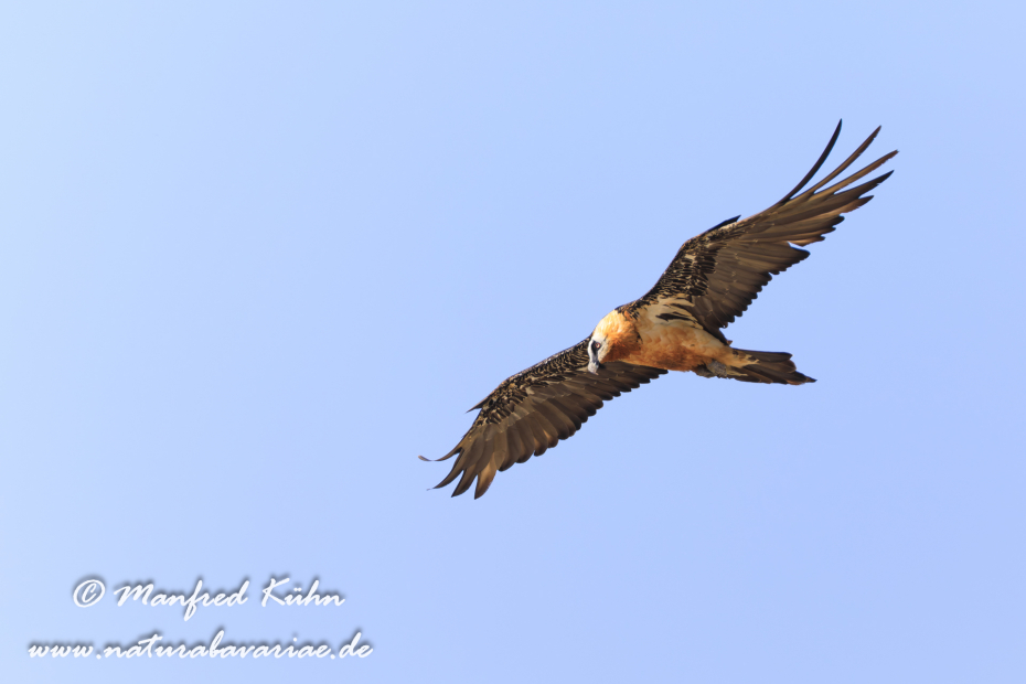 Bartgeier ()_0014