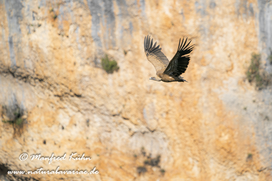 Gänsegeier ()_0147