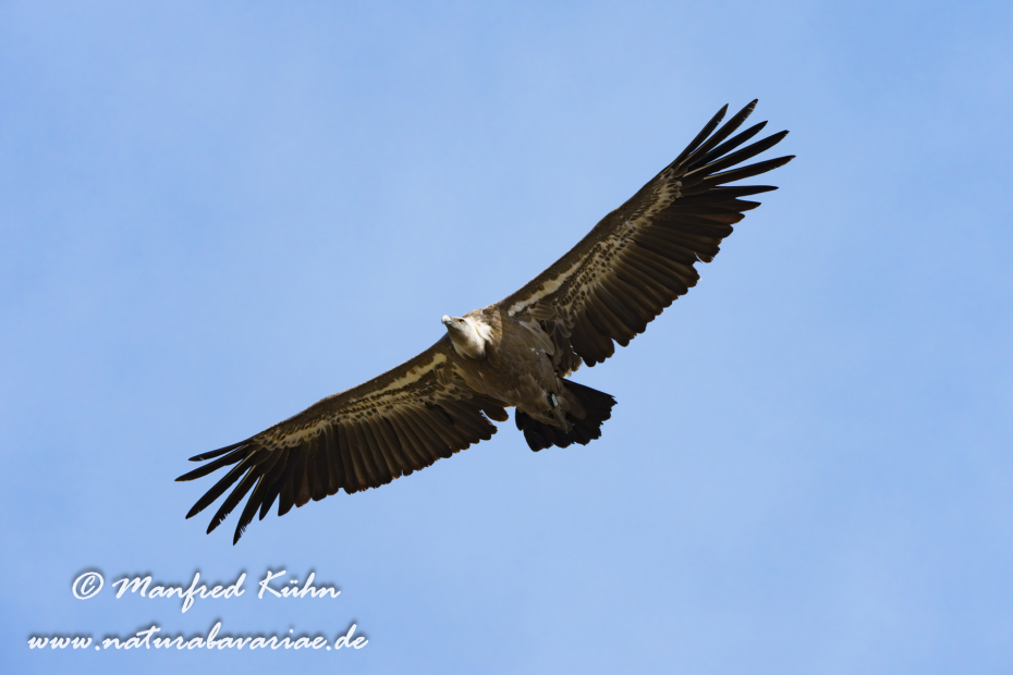 Gänsegeier ()_0194