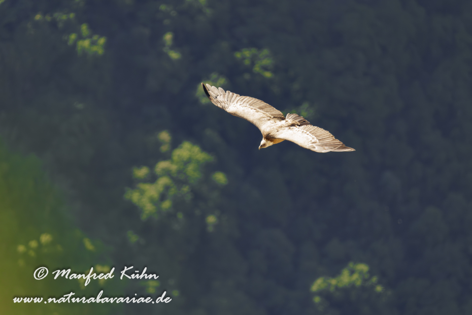 Gänsegeier ()_0217