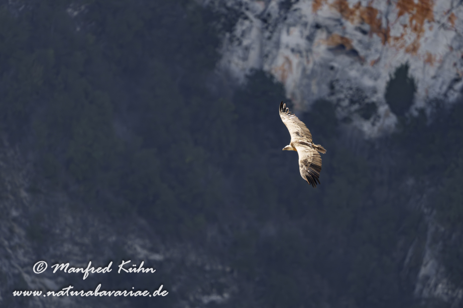 Gänsegeier ()_0225