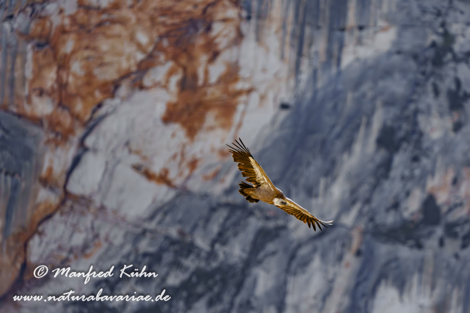Gänsegeier ()_0237