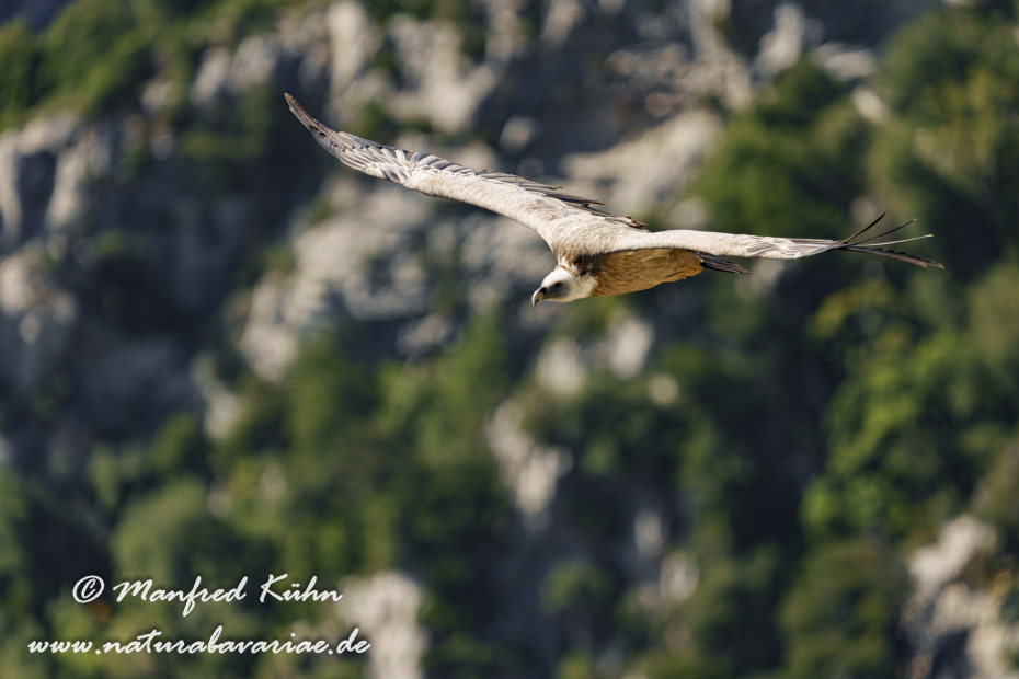 Gänsegeier ()_0250