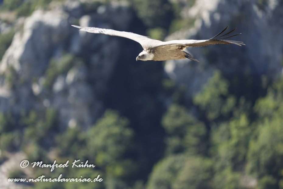 Gänsegeier ()_0251
