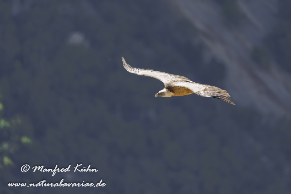 Gänsegeier ()_0252