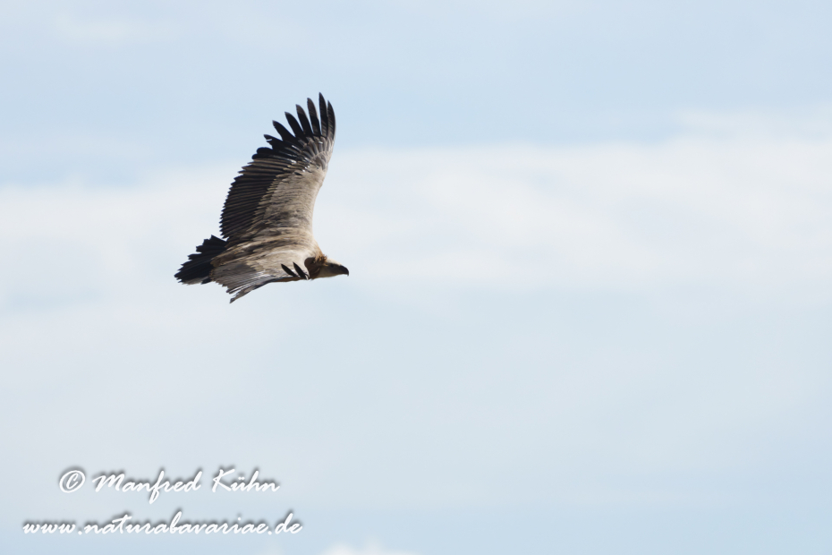 Gänsegeier ()_0268