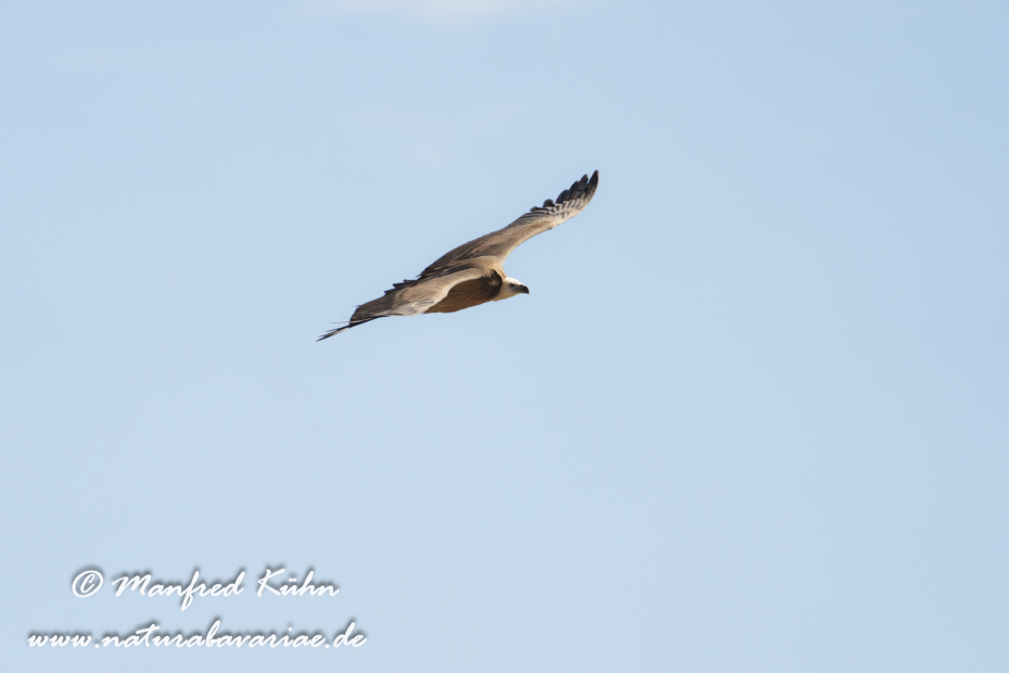 Gänsegeier ()_0269