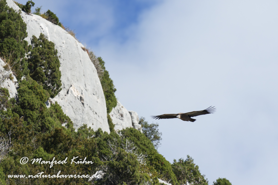 Gänsegeier ()_0274
