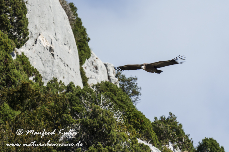 Gänsegeier ()_0275