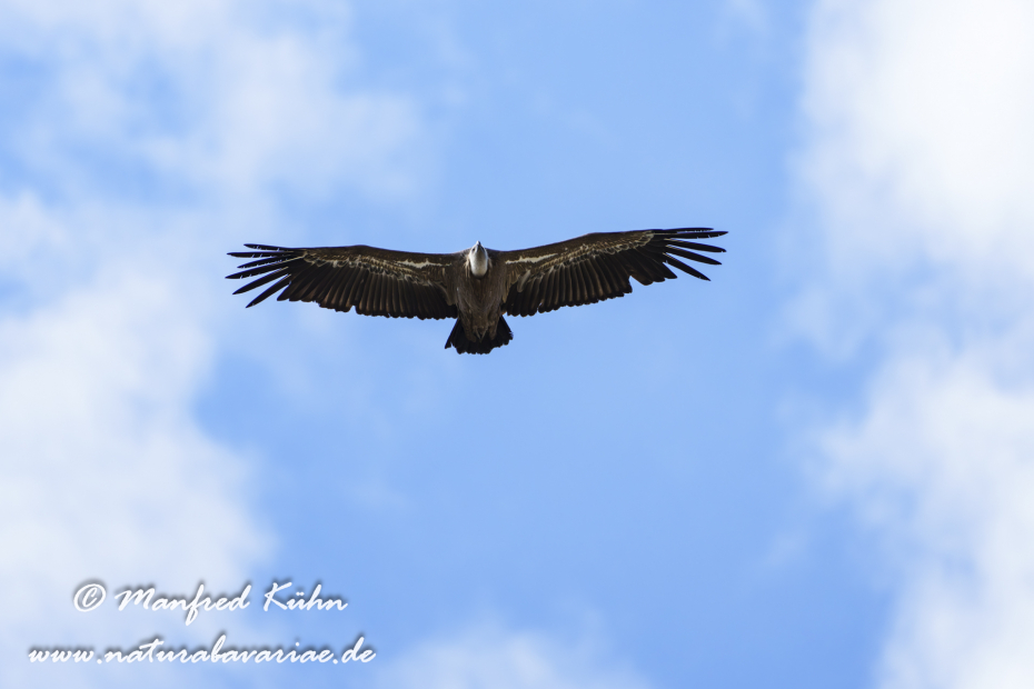 Gänsegeier ()_0290