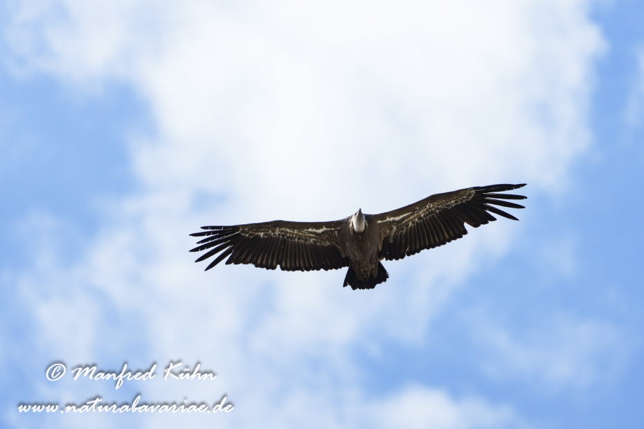 Gänsegeier ()_0292