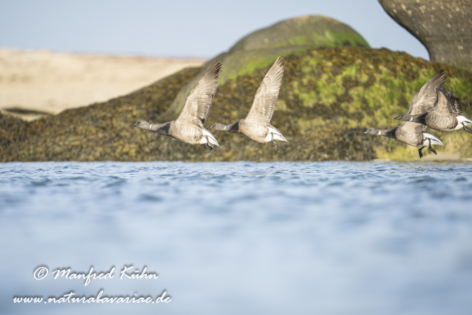 Ringelgans ()_0096