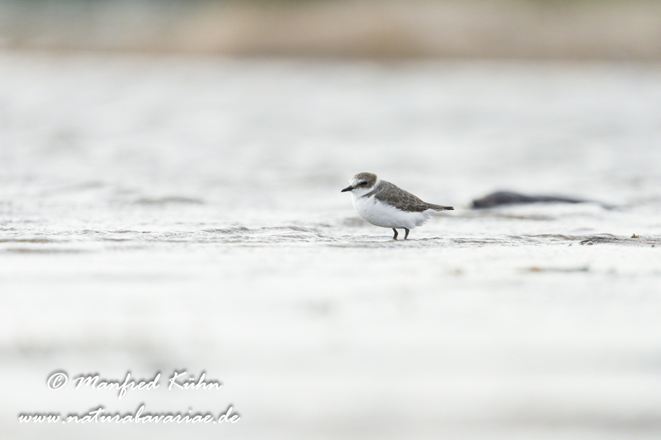 Seeregenpfeiffer ()_0067