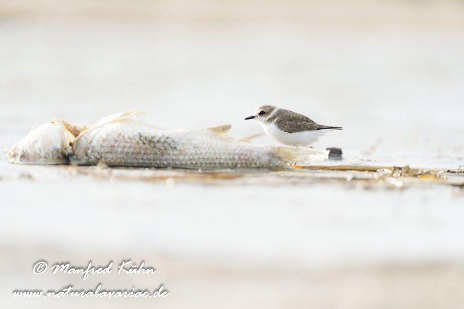 Seeregenpfeiffer ()_0087