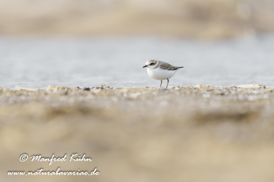 Seeregenpfeiffer ()_0094